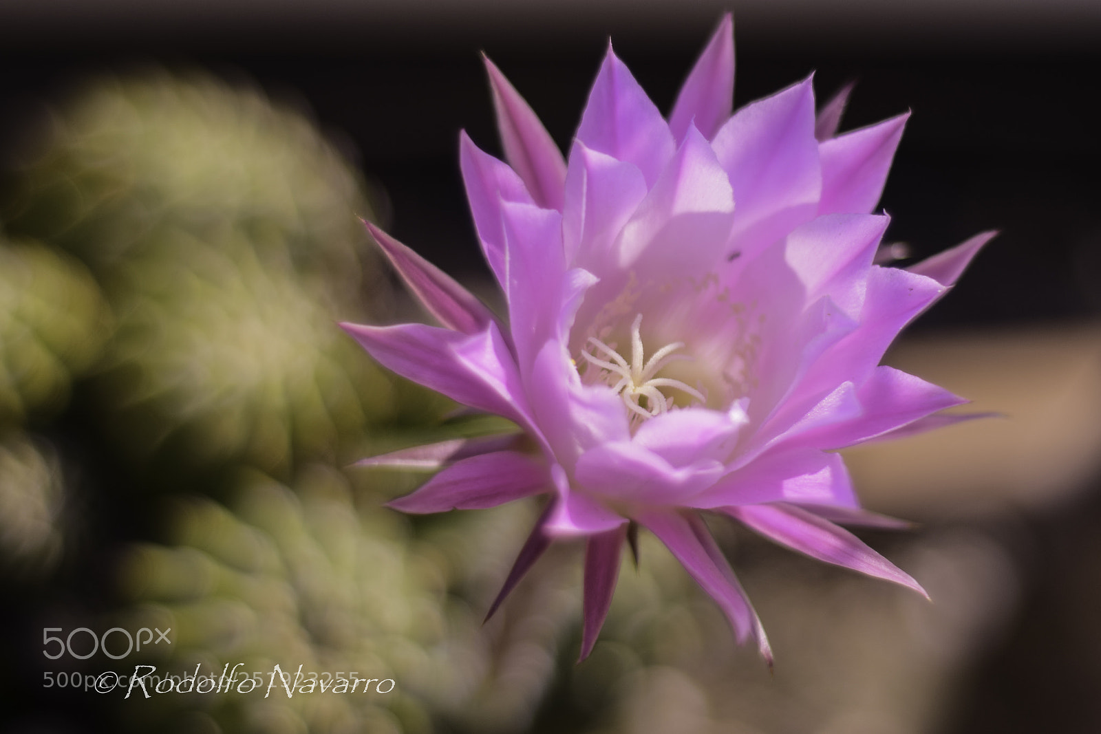 Nikon D3300 sample photo. Untitled photography