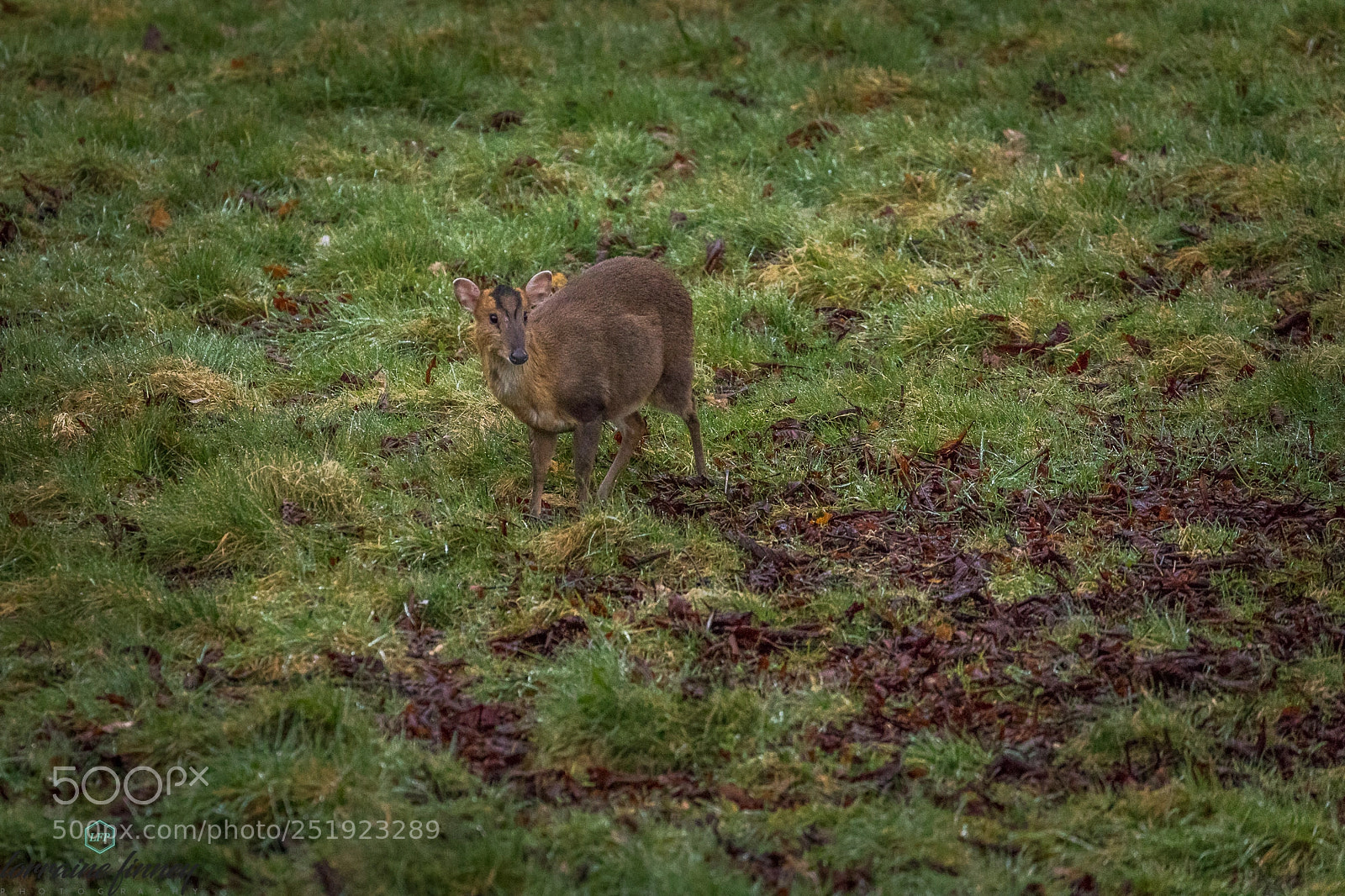 Canon EOS 6D Mark II sample photo. Startled photography