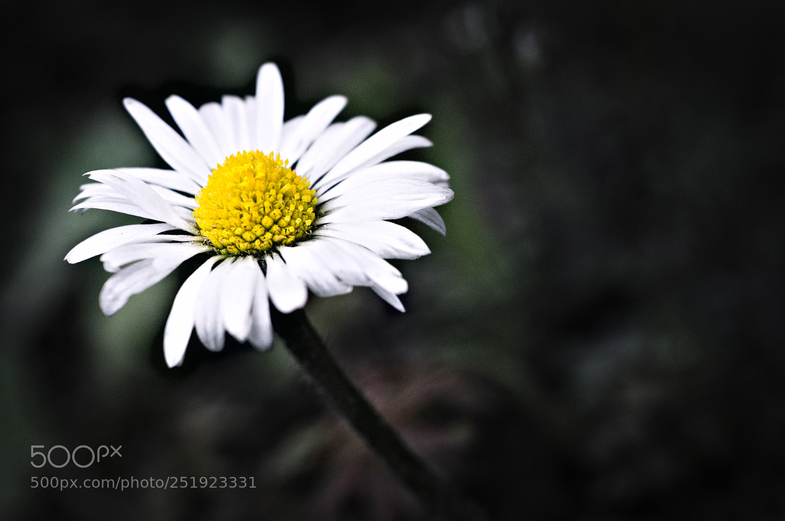Nikon D3200 sample photo. Le retour du printemps photography