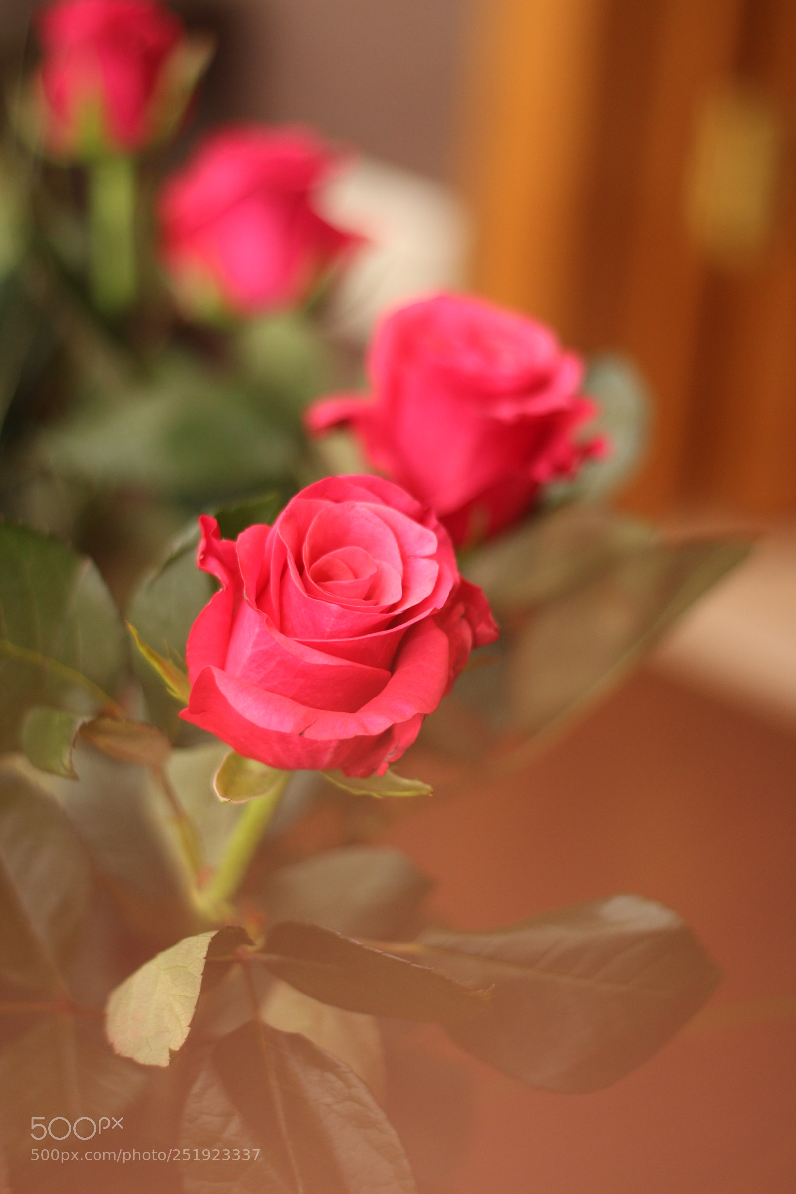 Canon EOS 600D (Rebel EOS T3i / EOS Kiss X5) + Canon EF 50mm F1.8 II sample photo. Rose smells like rose photography