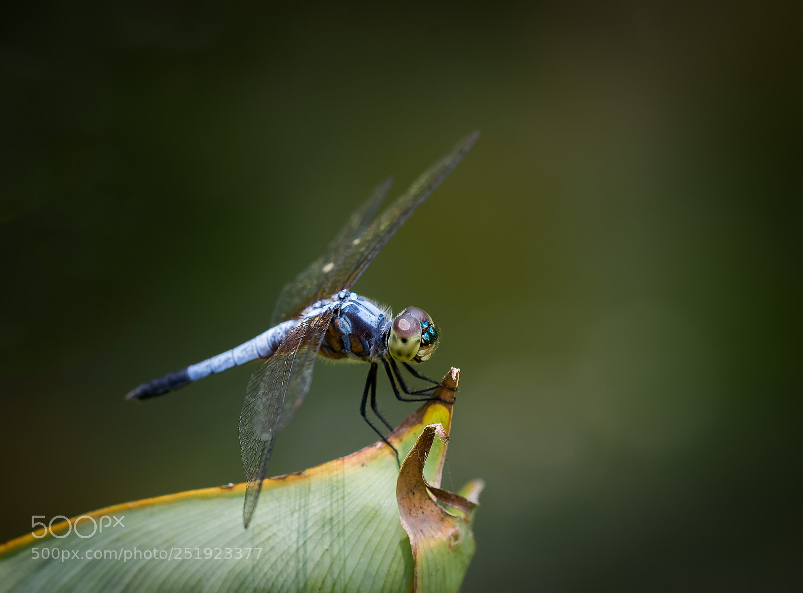Nikon D800 sample photo. Mangrove dwarf (raphismia bispina) photography
