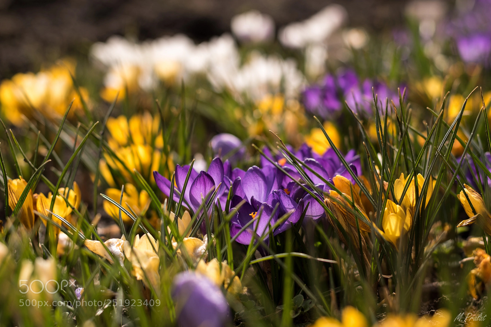Nikon D5600 sample photo. Spring photography