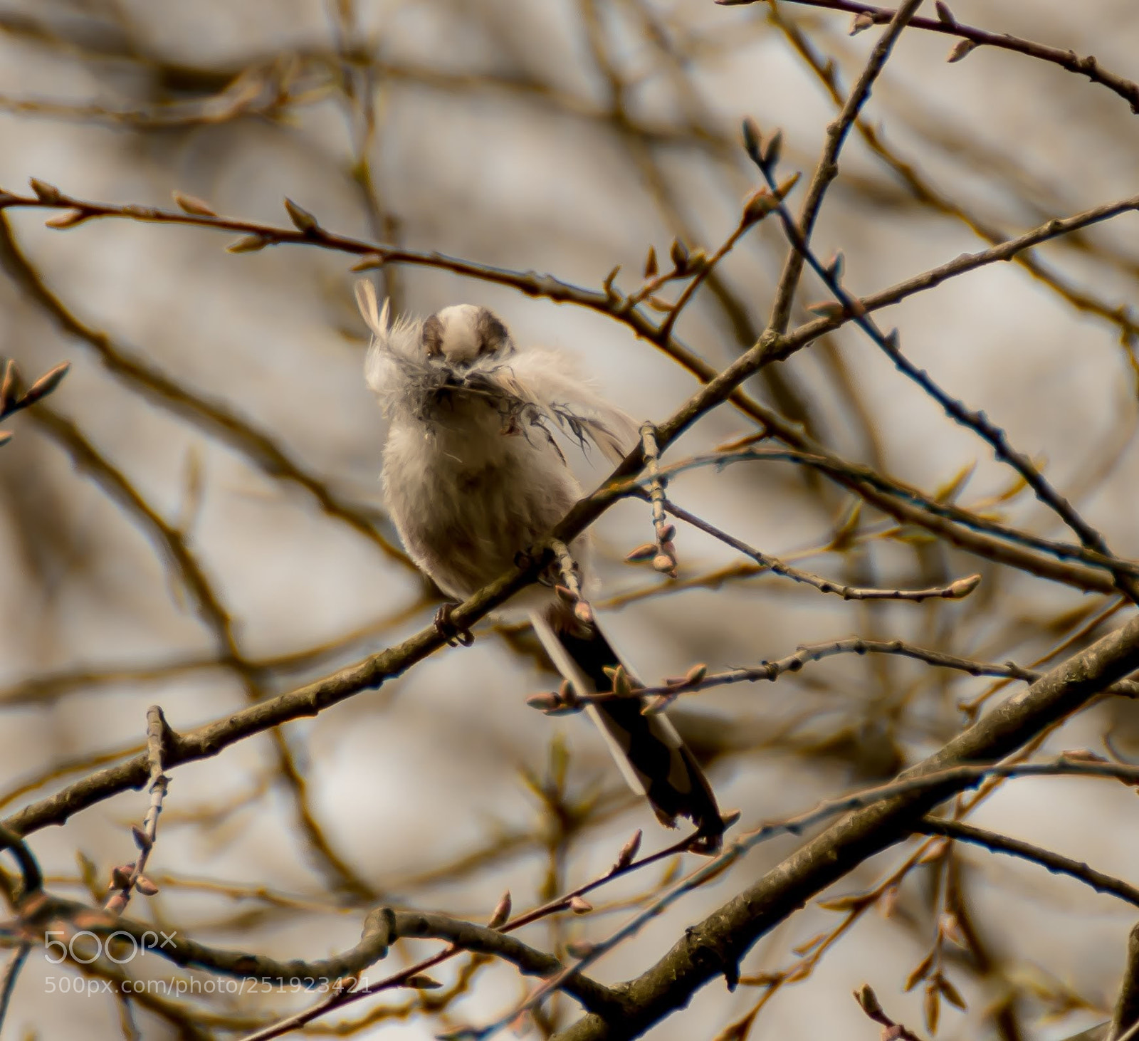 Nikon D500 sample photo. Tailed tit photography