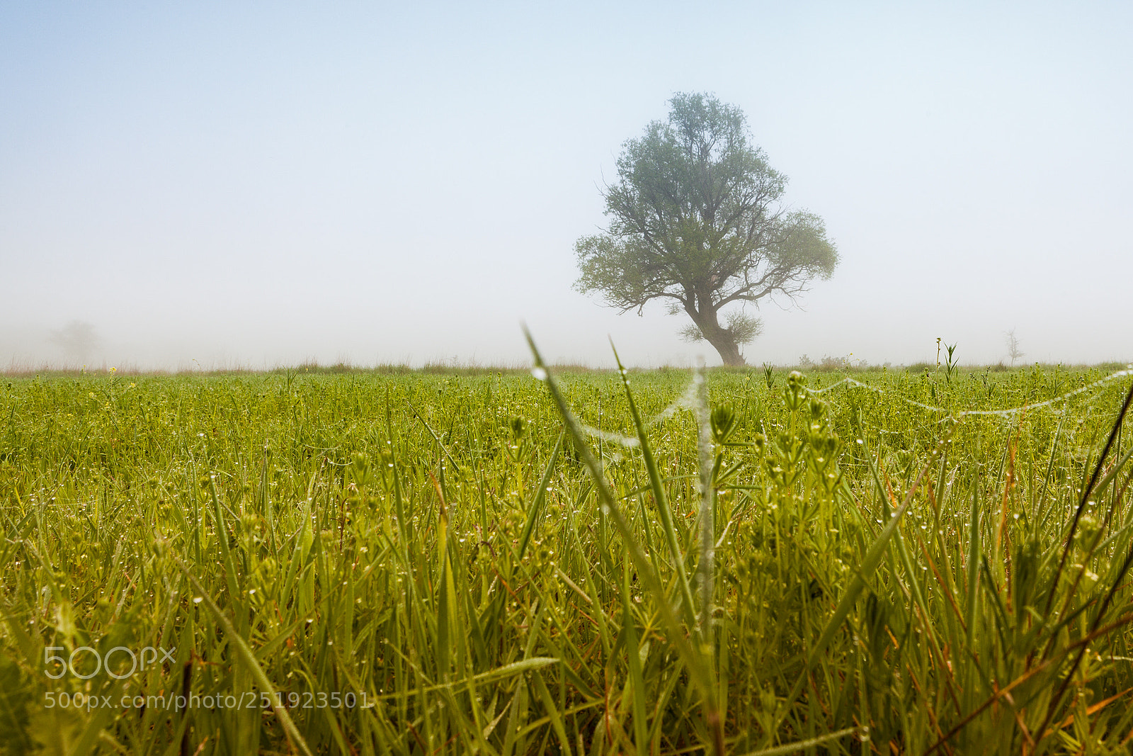 Canon EOS 5D Mark II sample photo. *** photography