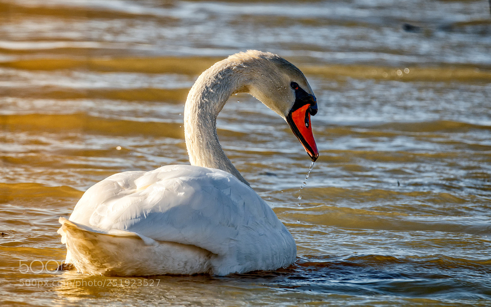 Canon EOS 80D sample photo. Swan photography