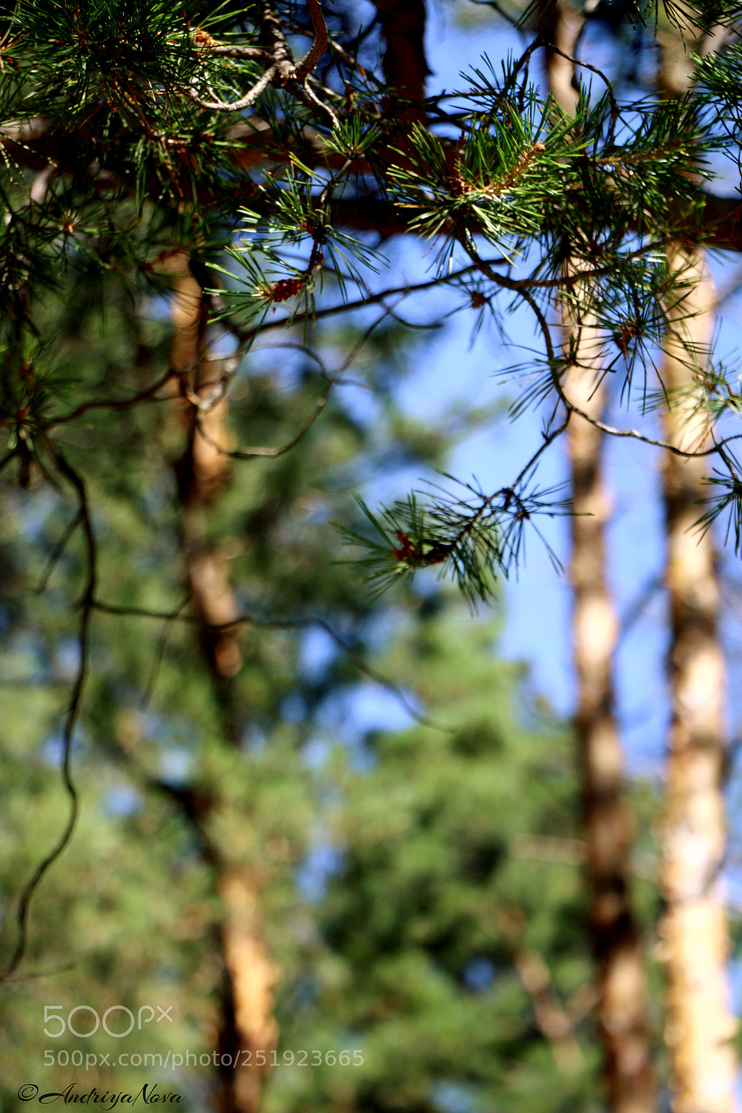 Canon EOS 70D sample photo. Ёлки-иголки photography