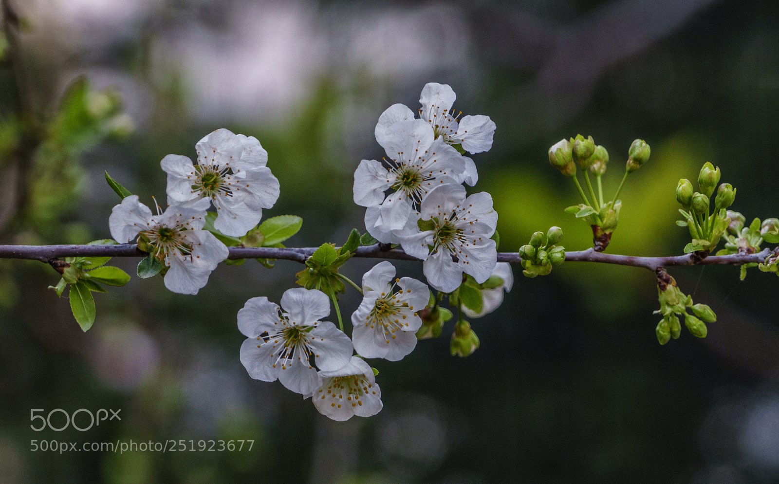 Sony a6300 sample photo. Spring (vi).... photography