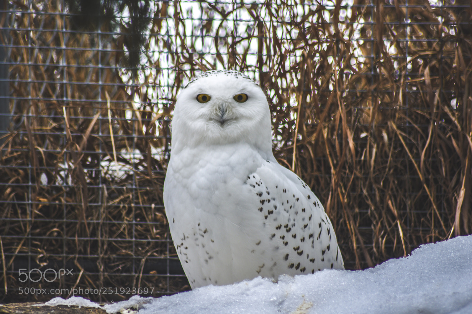 Nikon D7200 sample photo. Owl photography