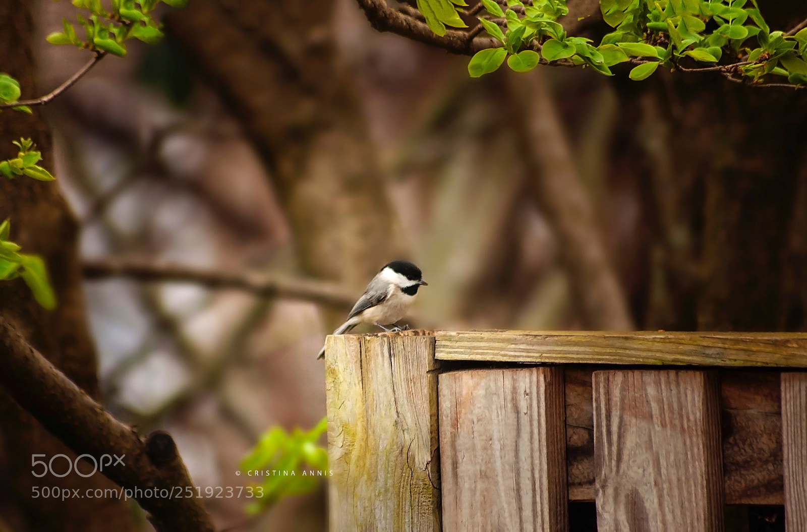 Nikon D90 sample photo. Chickadee photography