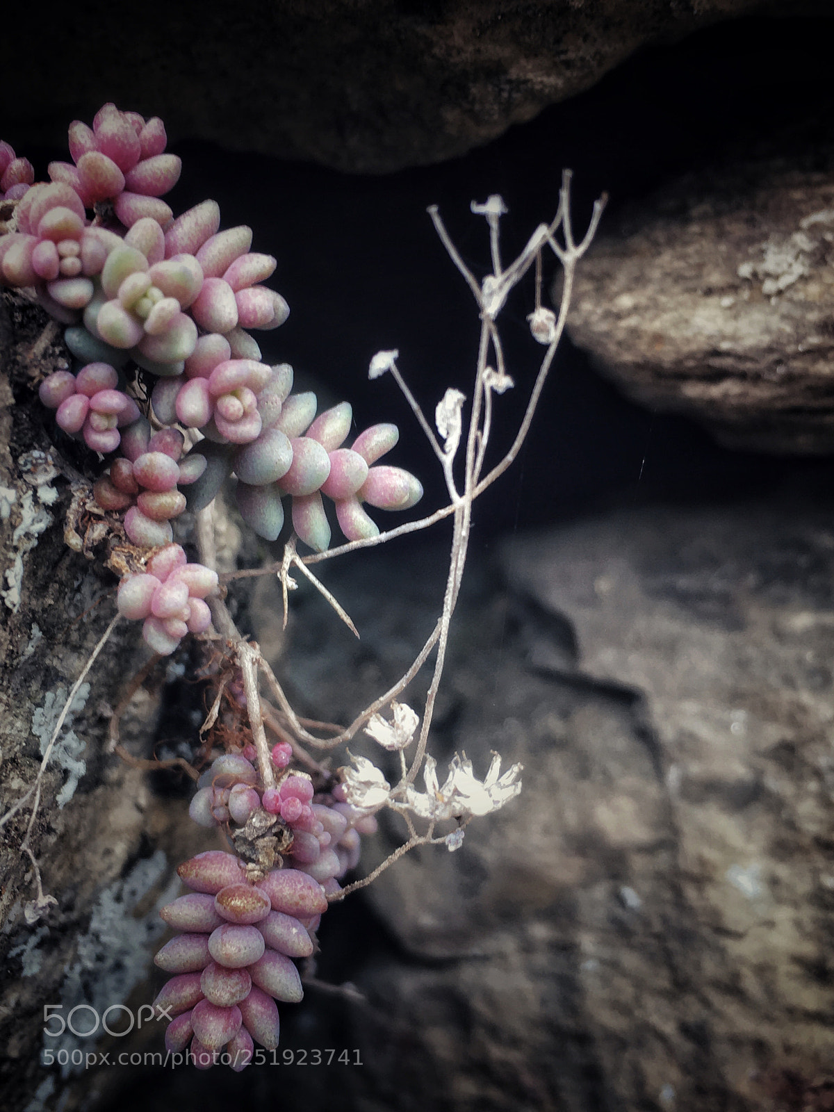 Apple iPhone 6s sample photo. Untitled photography