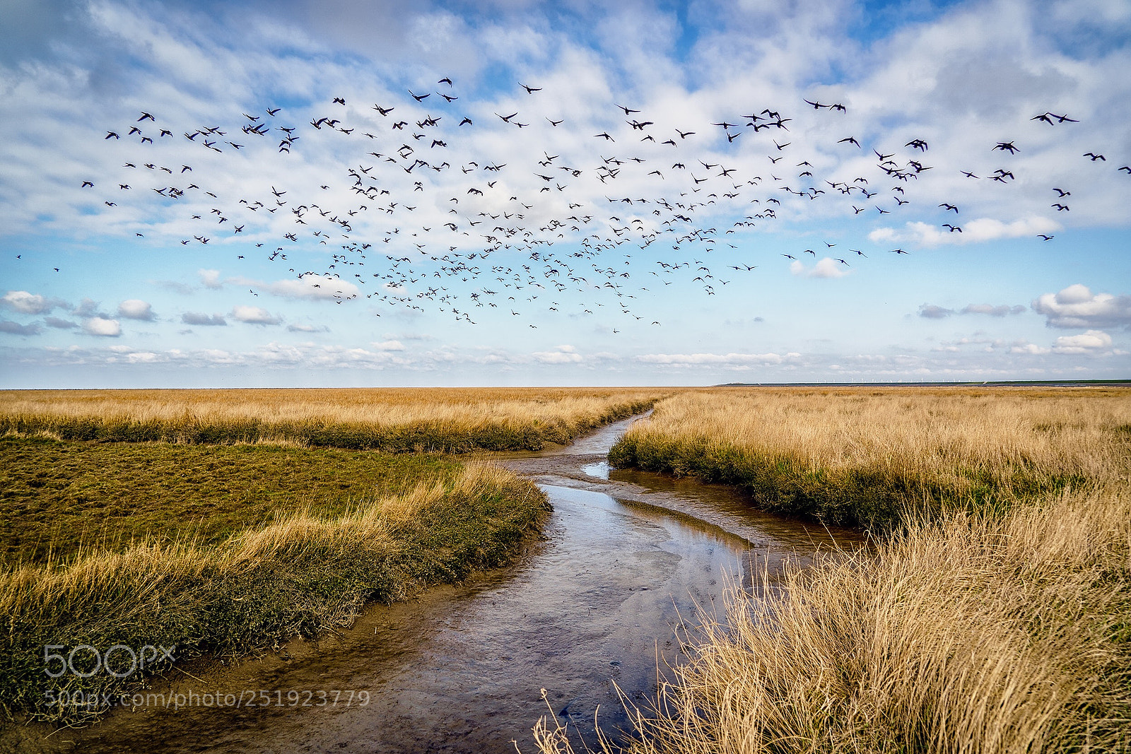 Sony a7 III sample photo. Wetlands photography