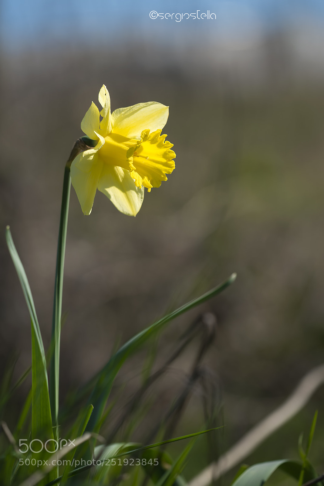 Nikon D610 sample photo. Finally springtime_____ photography