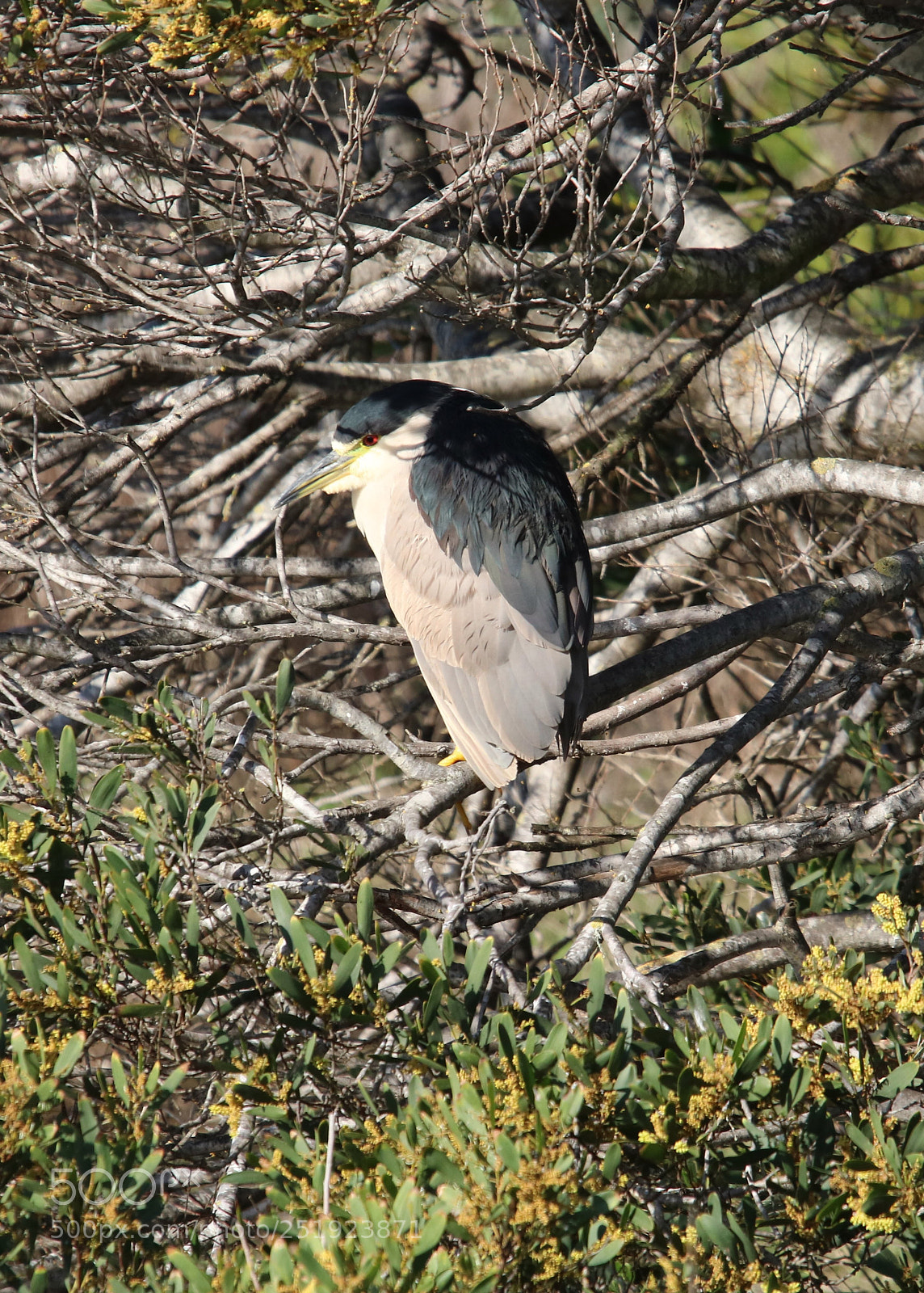 Canon EOS 750D (EOS Rebel T6i / EOS Kiss X8i) sample photo. Shut up! photography