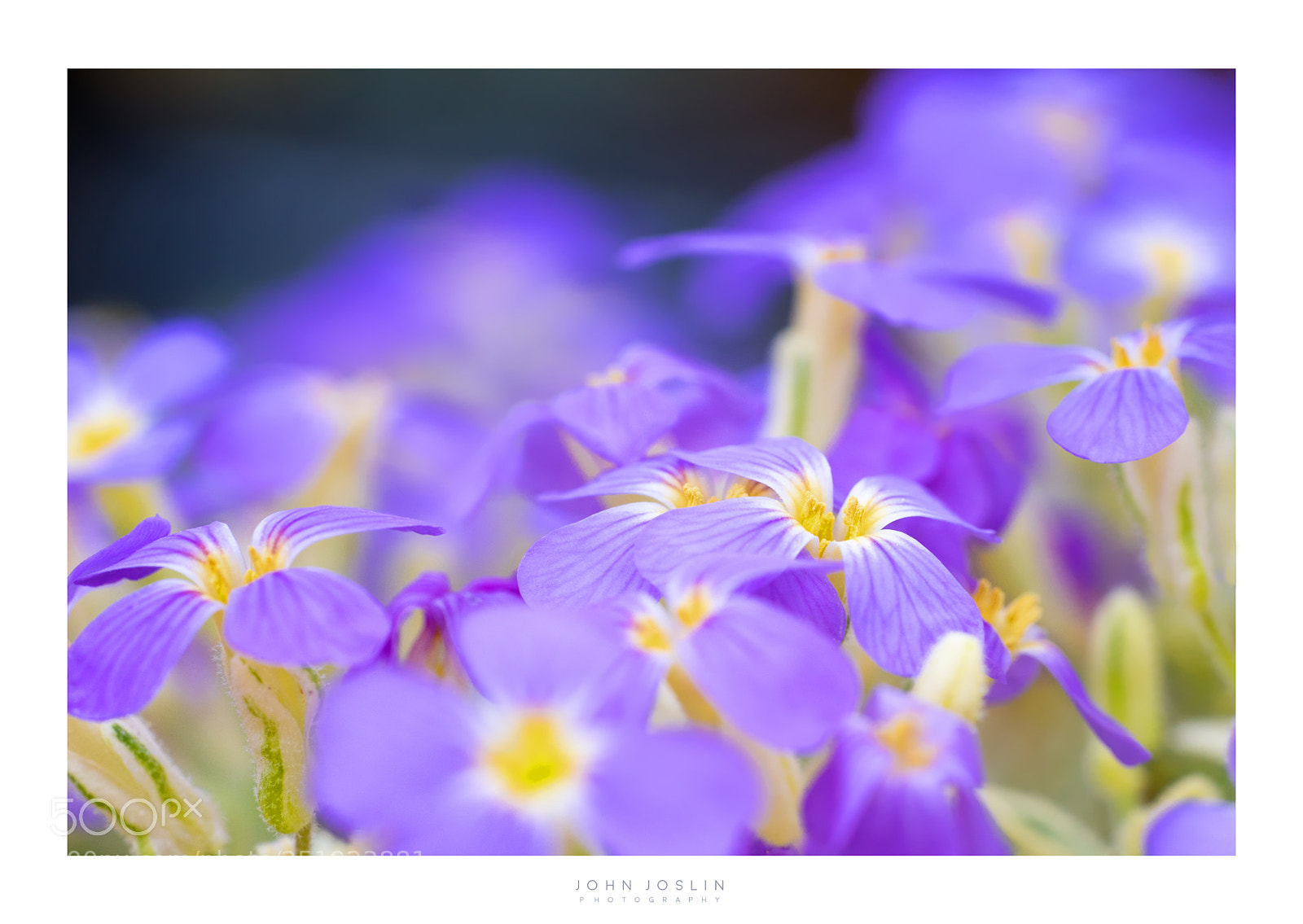 Sony a7 sample photo. Violet morning photography