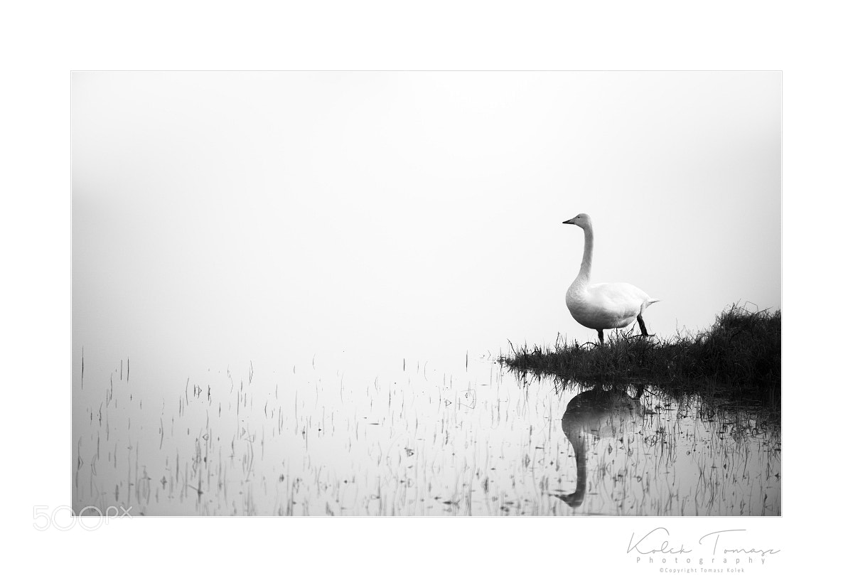 Nikon D800 sample photo. Cygnus cygnus photography