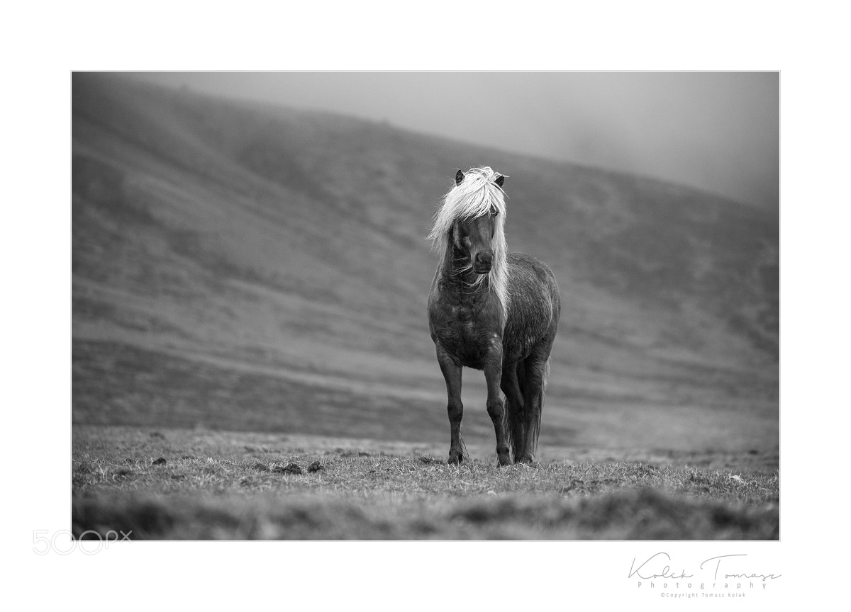 Nikon D800 sample photo. Horse photography