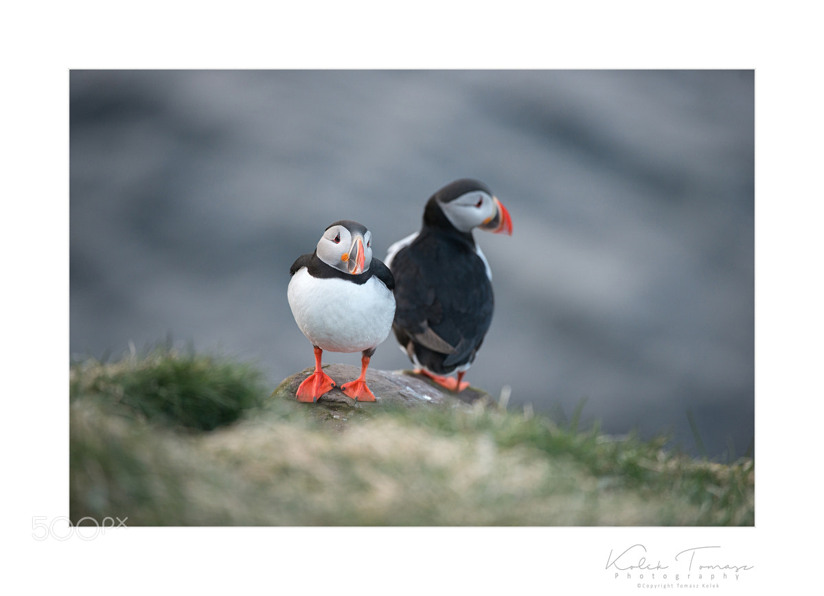 Nikon D800 sample photo. Fratercula arctica photography