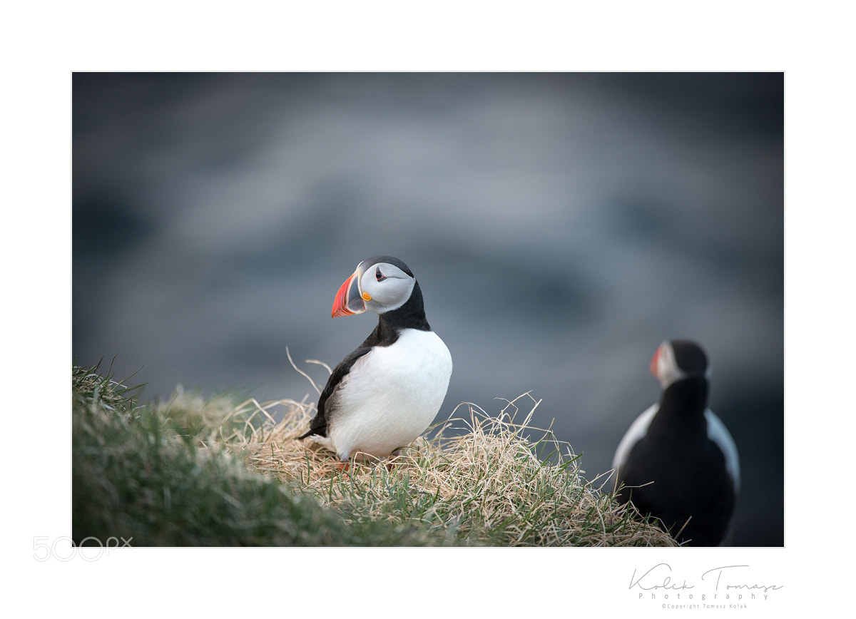 Nikon D800 sample photo. Fratercula arctica photography