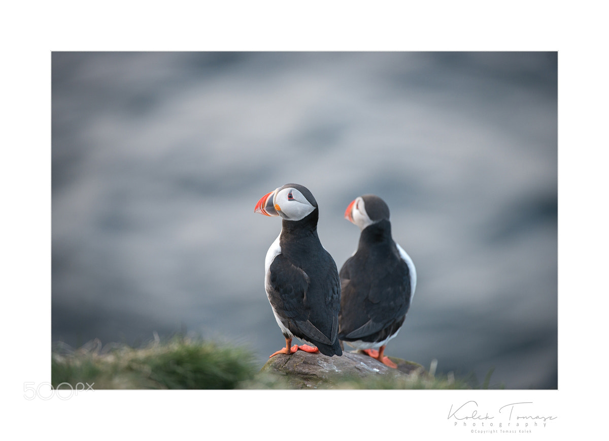 Nikon D800 sample photo. Fratercula arctica photography