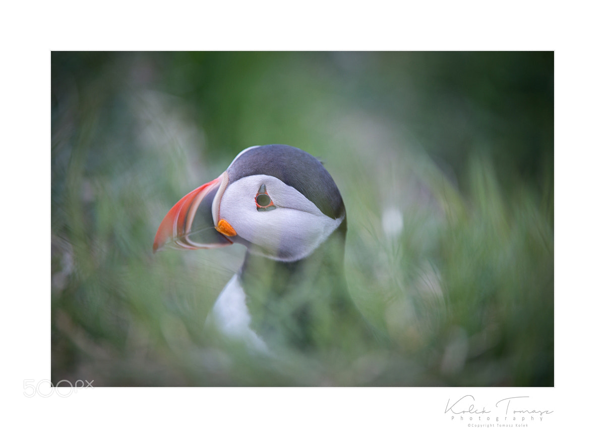 Nikon D800 sample photo. Fratercula arctica photography