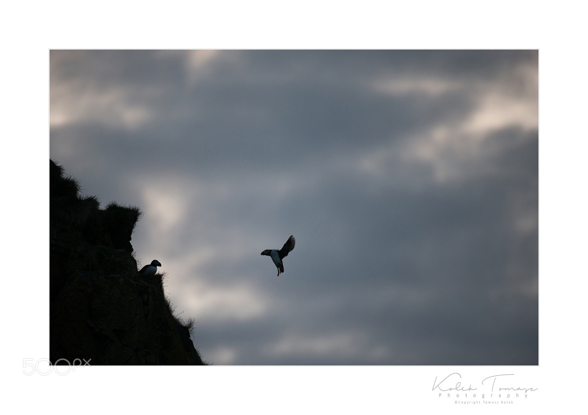 Nikon D800 sample photo. Fratercula arctica photography