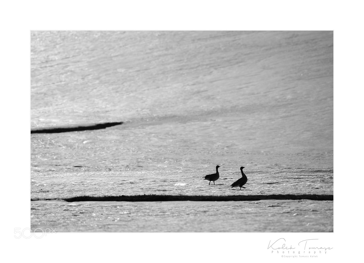 Nikon D800 sample photo. Anser anser photography