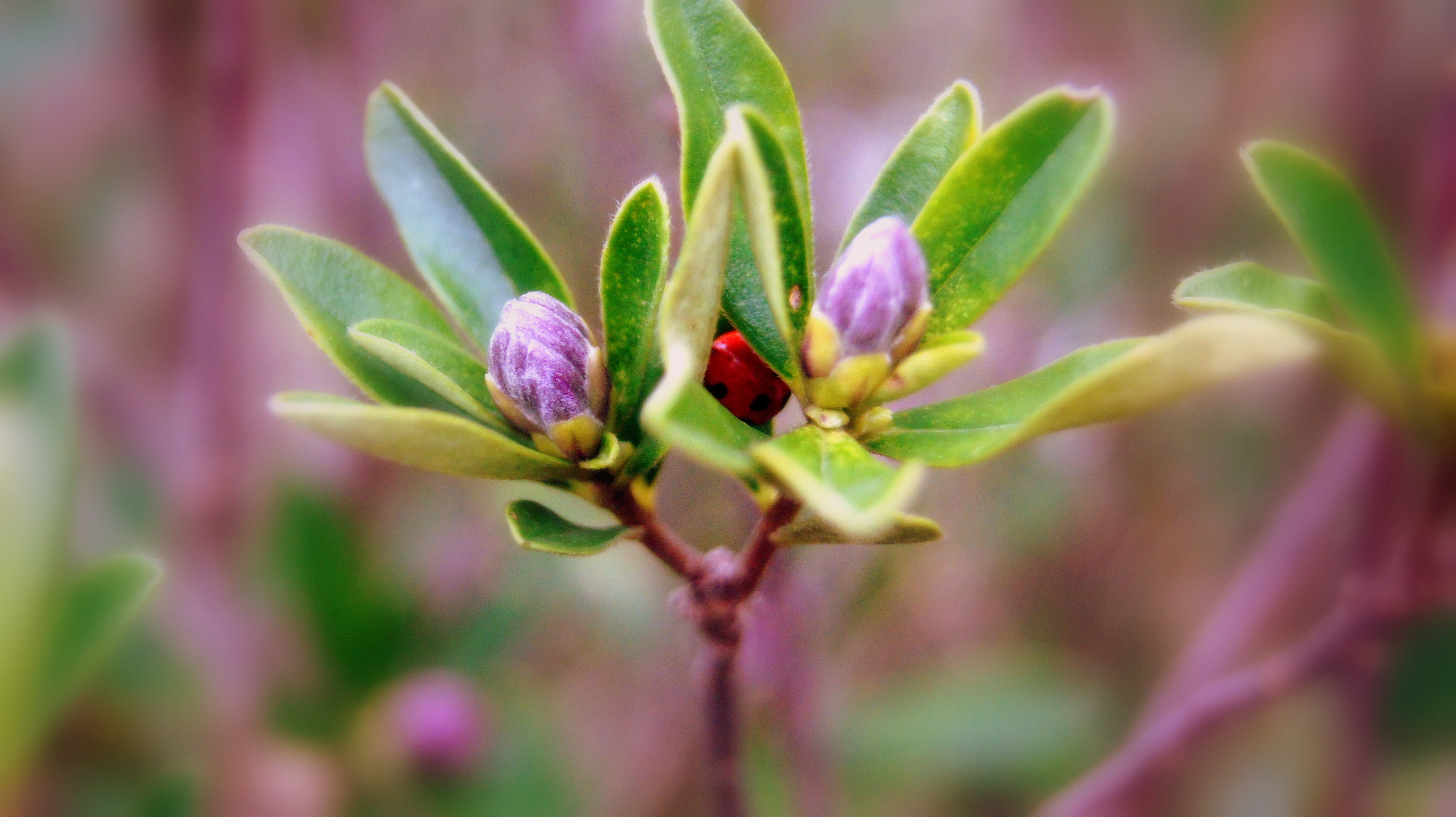 Sony SLT-A33 sample photo. Ladybug photography