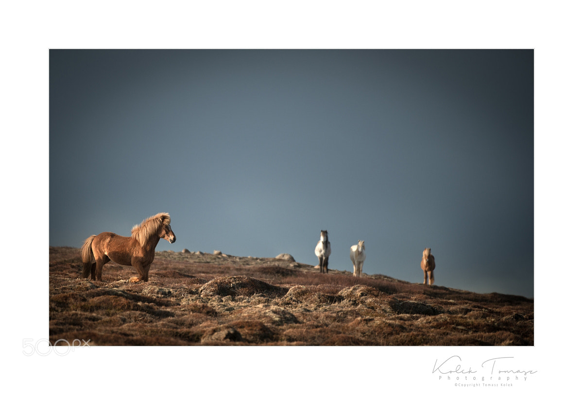 Nikon D800 sample photo. Horses photography