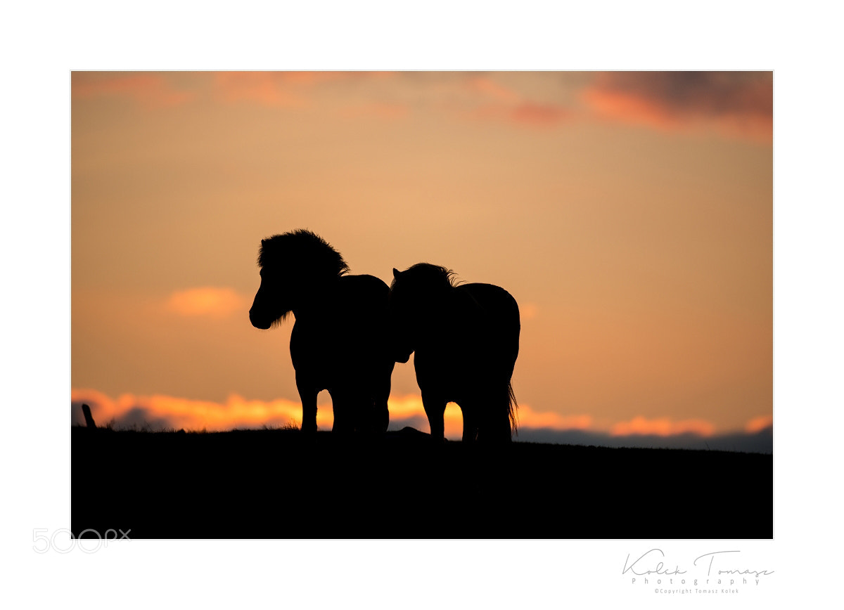 Nikon D800 sample photo. Horses photography