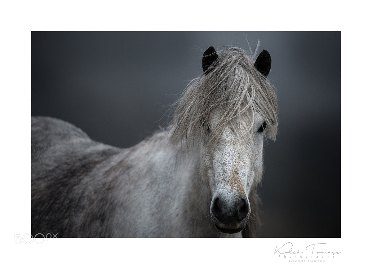 Nikon D800 sample photo. Horse photography