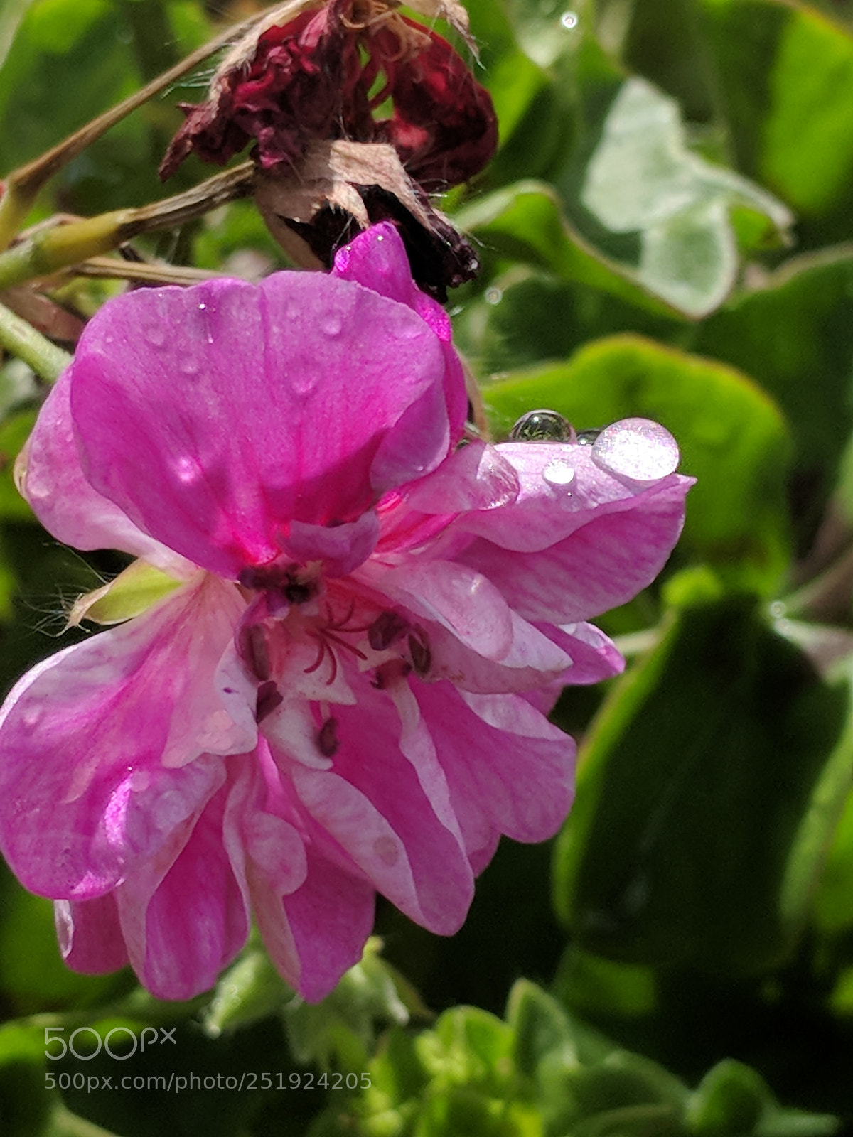 Google Pixel 2 XL sample photo. Morning dew photography