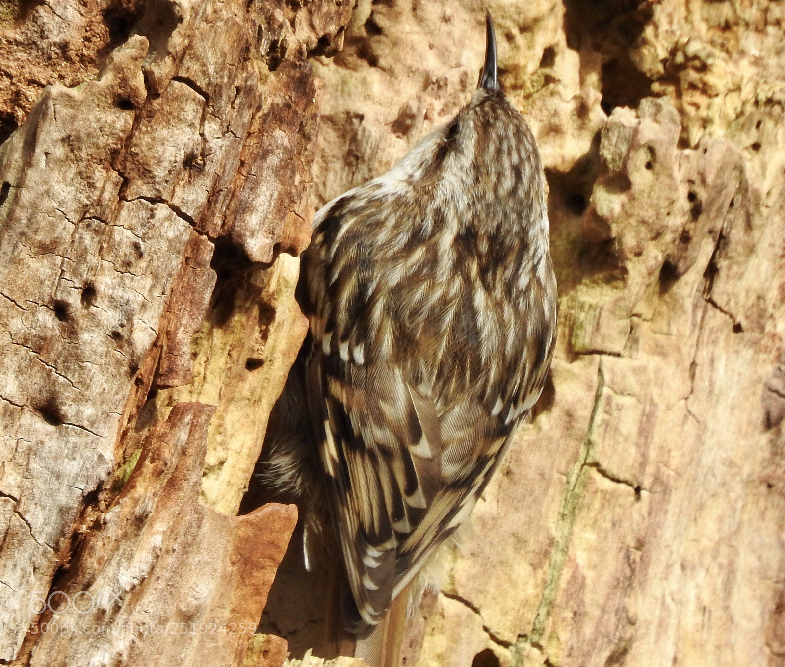 Nikon Coolpix P900 sample photo. Treecreeper

boomkruiper photography
