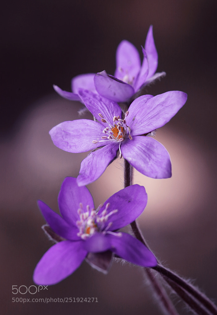 Canon EOS 5D Mark II sample photo. Hepatica nobilis photography