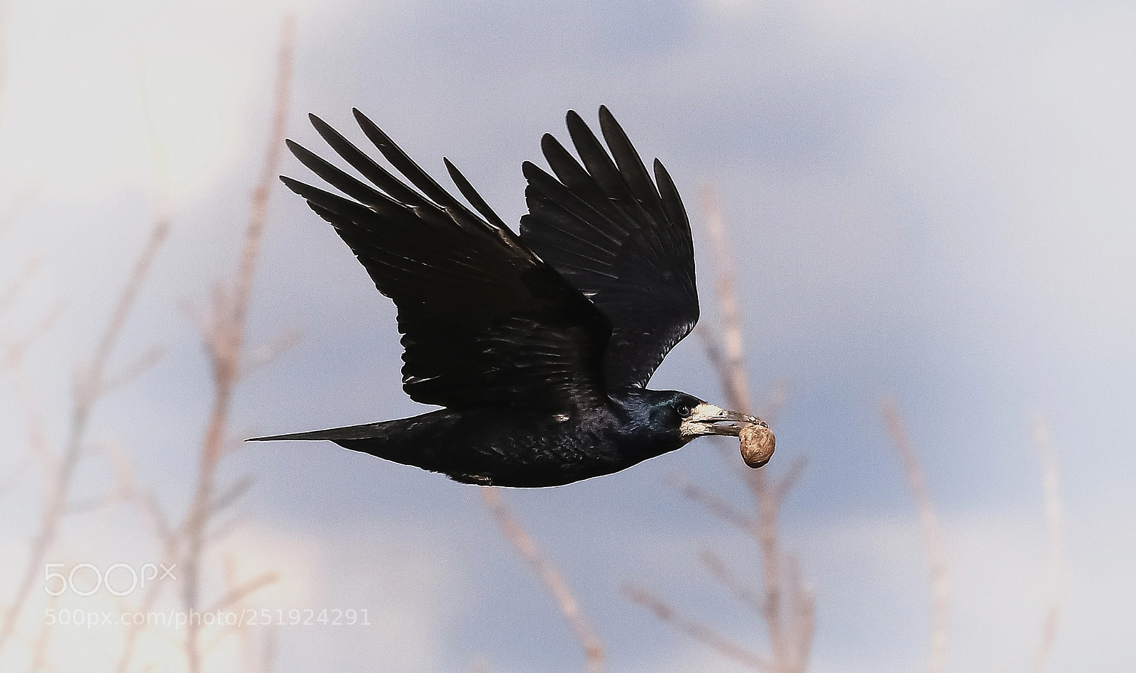 Canon EOS 70D sample photo. Img photography