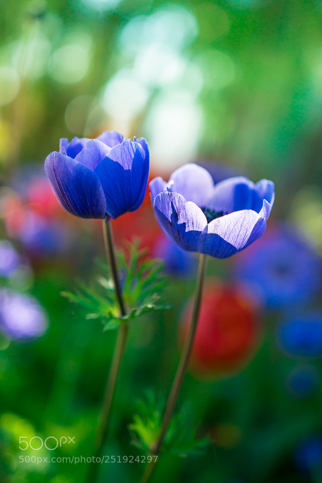 Sony a6300 sample photo. Spring flowers photography