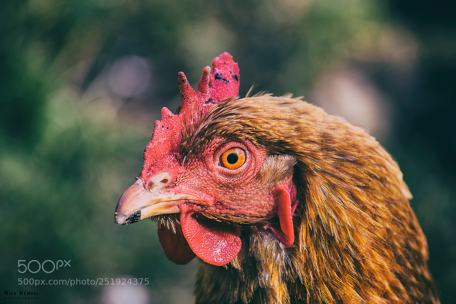 Canon EOS 70D sample photo. Red chicken photography