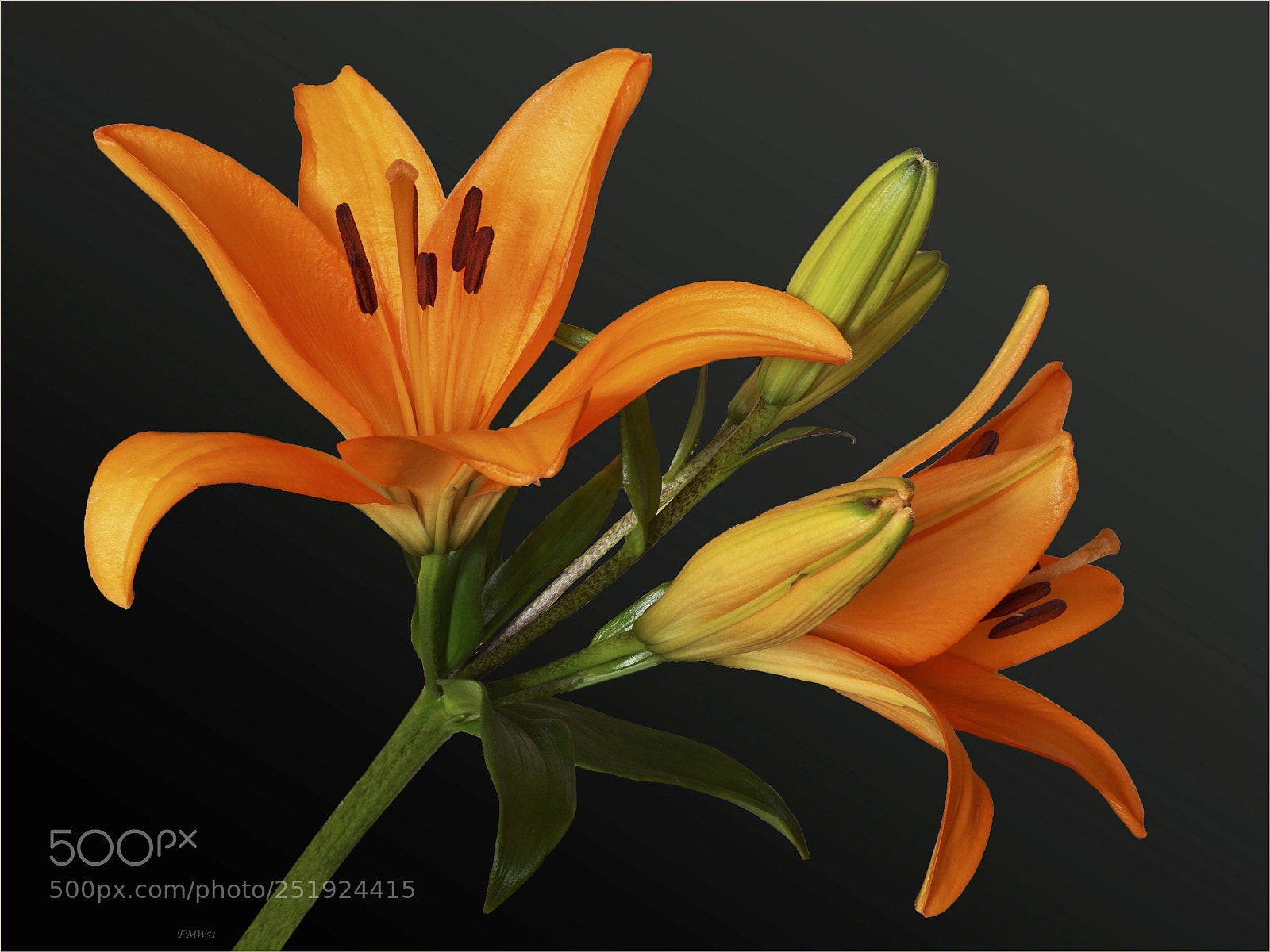 Sony ILCA-77M2 sample photo. Orange daylily photography