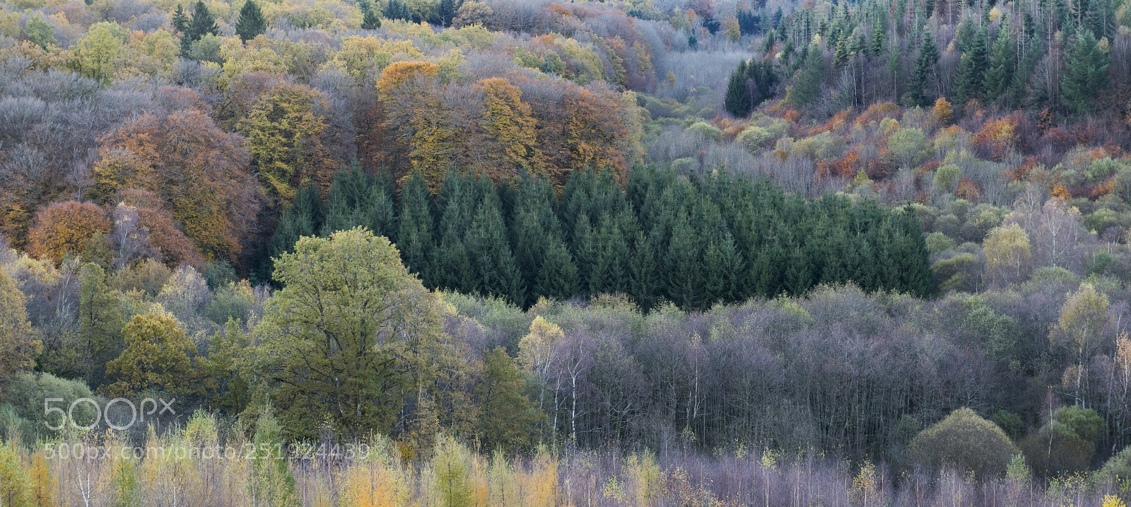 Nikon D800E sample photo. Autumn's colors photography