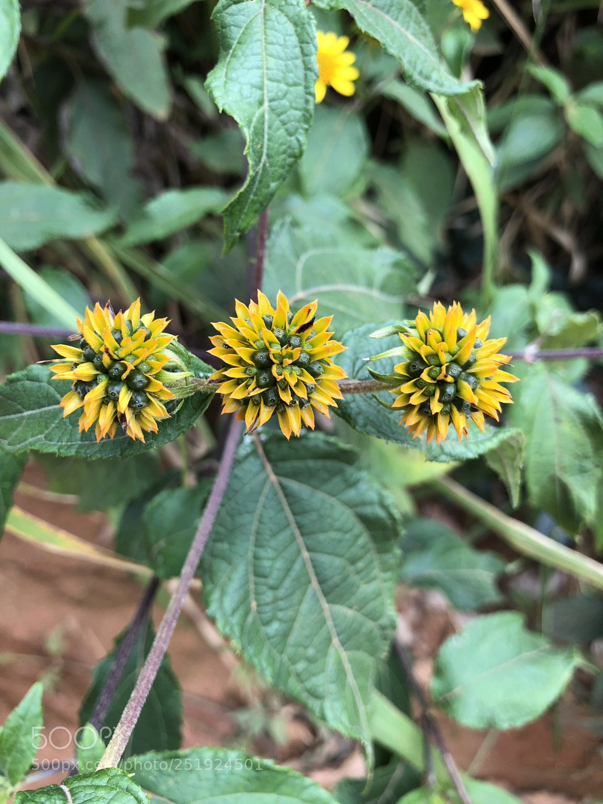 Apple iPhone 8 Plus sample photo. Untitled photography
