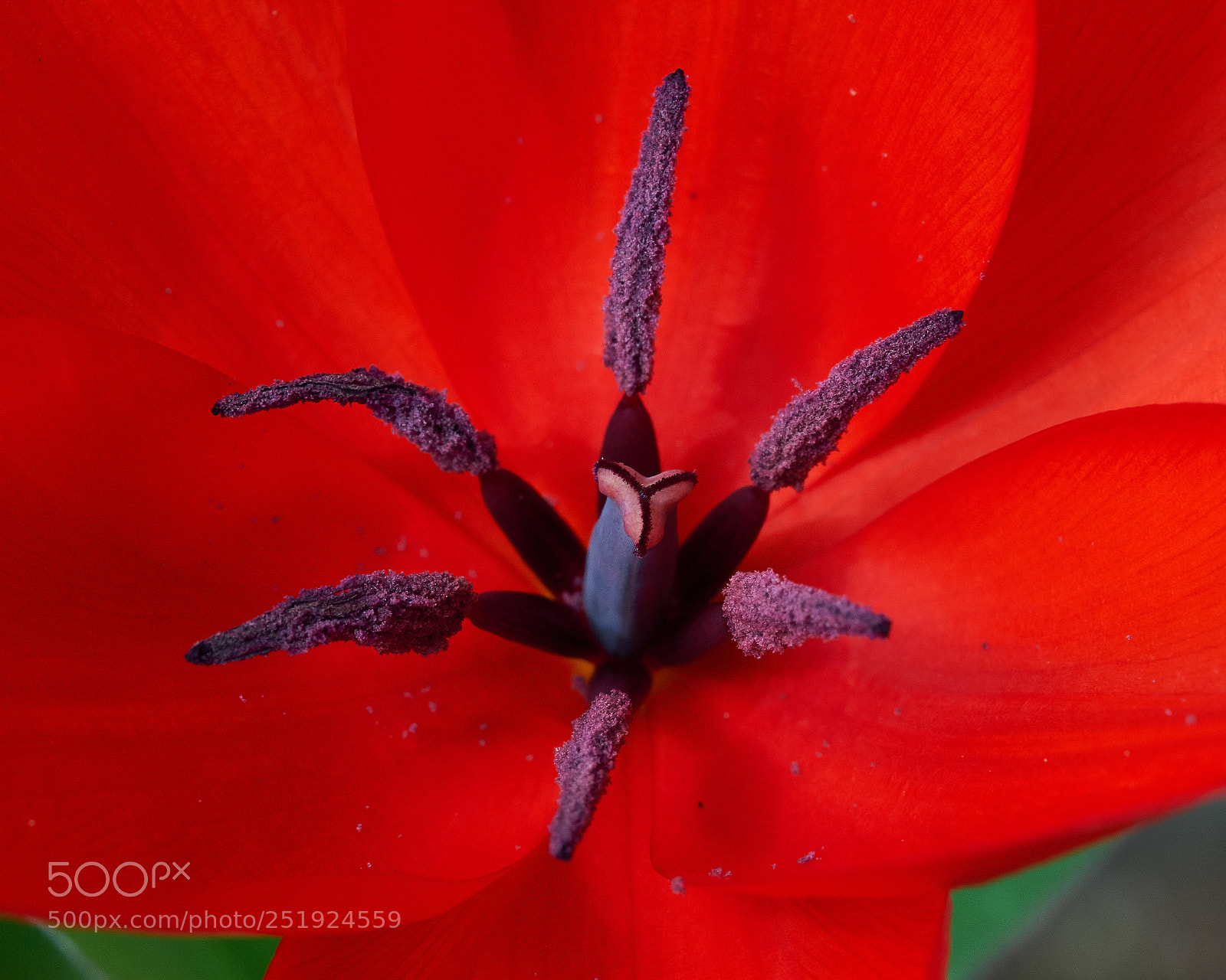Fujifilm X-T2 sample photo. Tulip photography