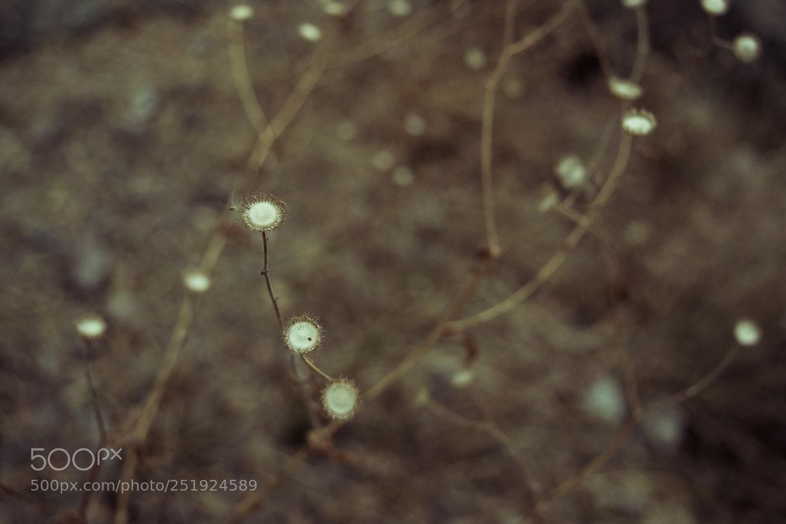 Nikon D3300 sample photo. Desert flower photography