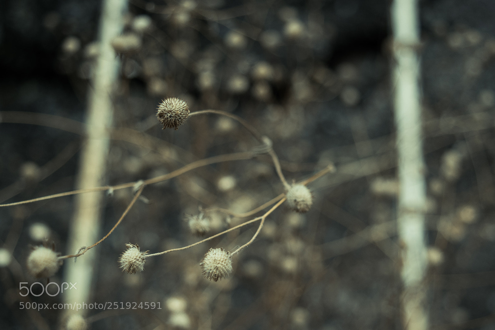 Nikon D3300 sample photo. Dried flowers photography