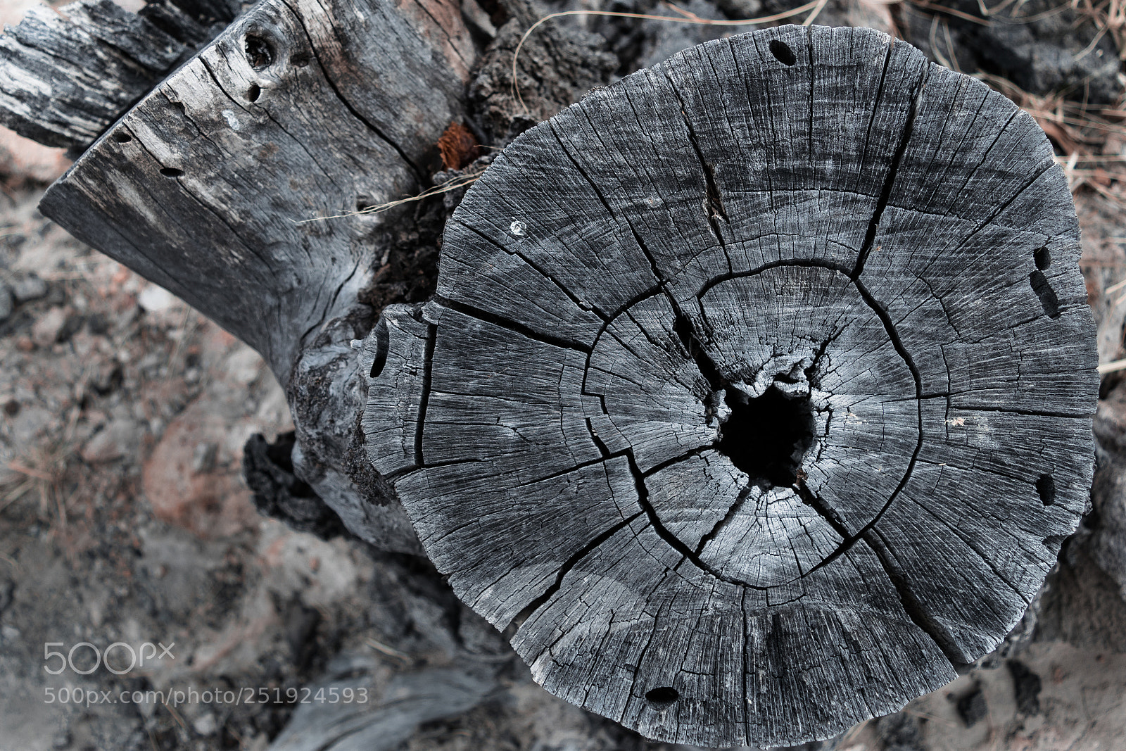 Nikon D3300 sample photo. Gray eye photography
