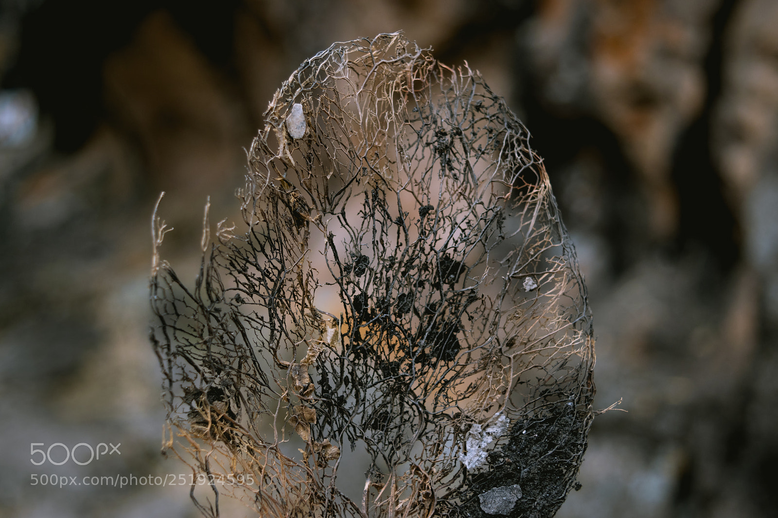 Nikon D3300 sample photo. Leaf skeleton photography
