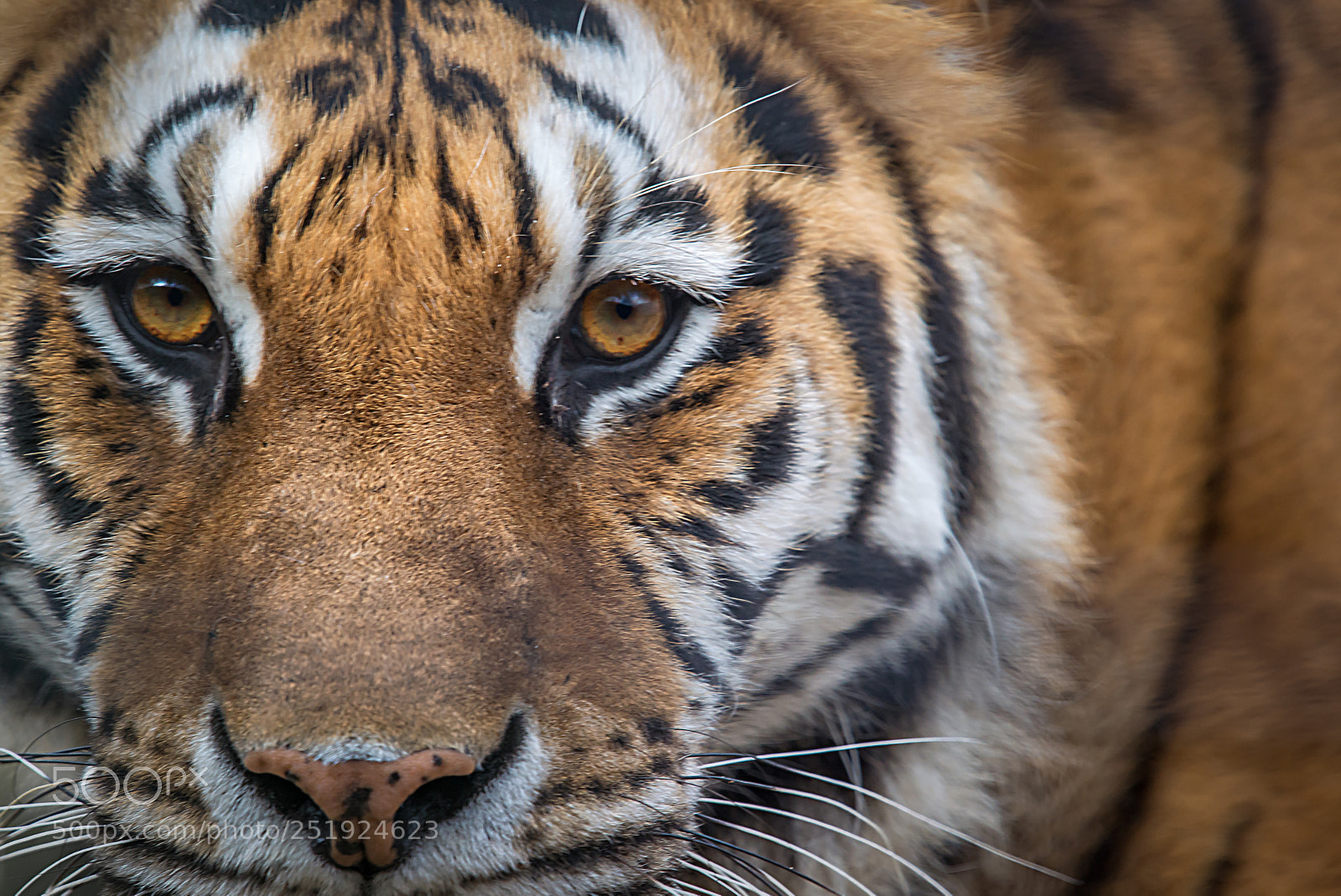 Nikon D610 sample photo. Tiger photography