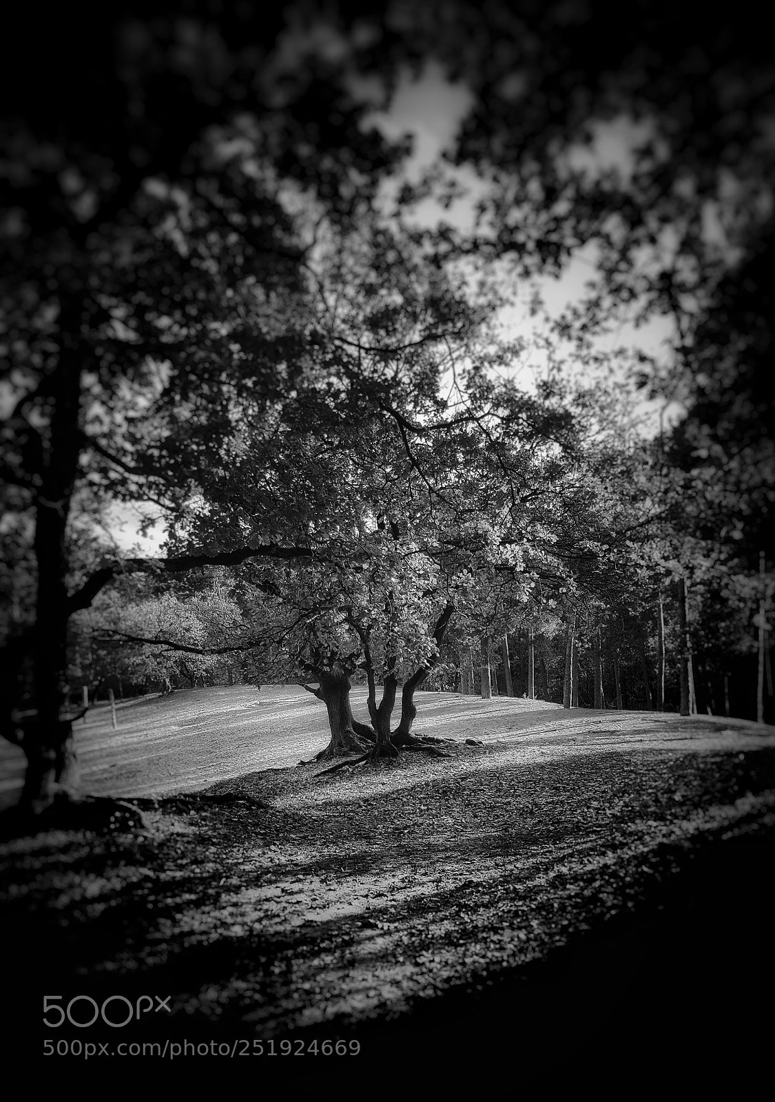 Samsung Galaxy S6 sample photo. A walk through the photography