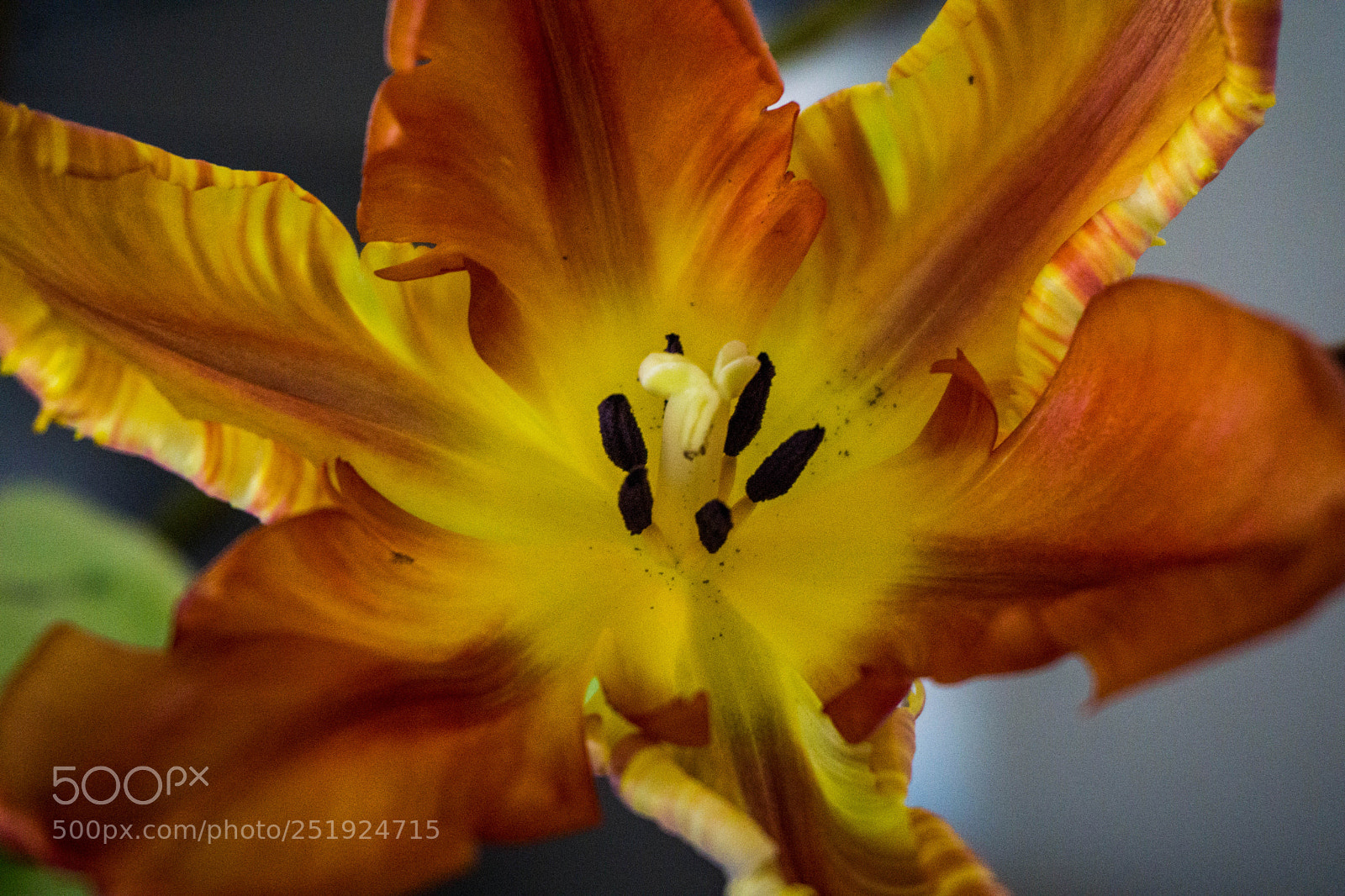 Sony a6000 sample photo. Samenstempel tulpe photography
