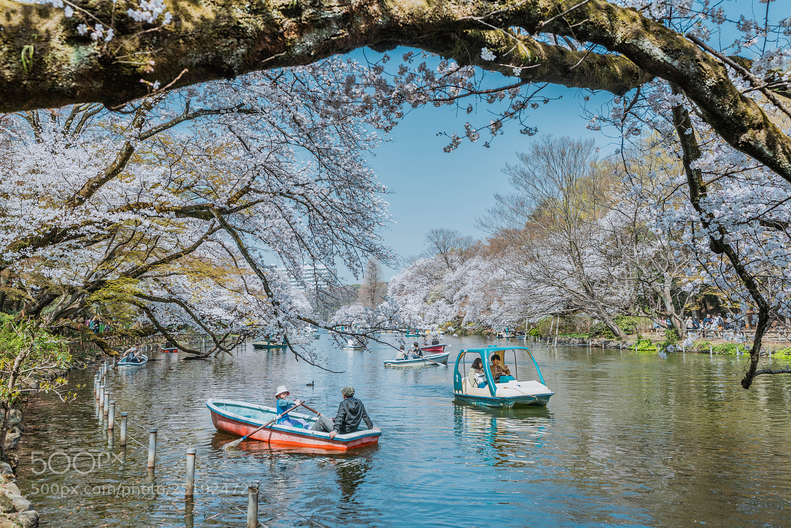 Sony a7R III sample photo. Cherryblossom photography