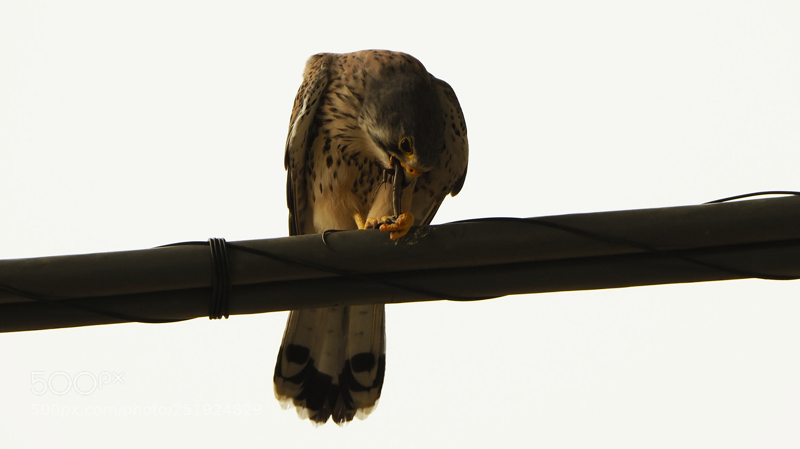 Olympus OM-D E-M1 Mark II sample photo. Eating photography