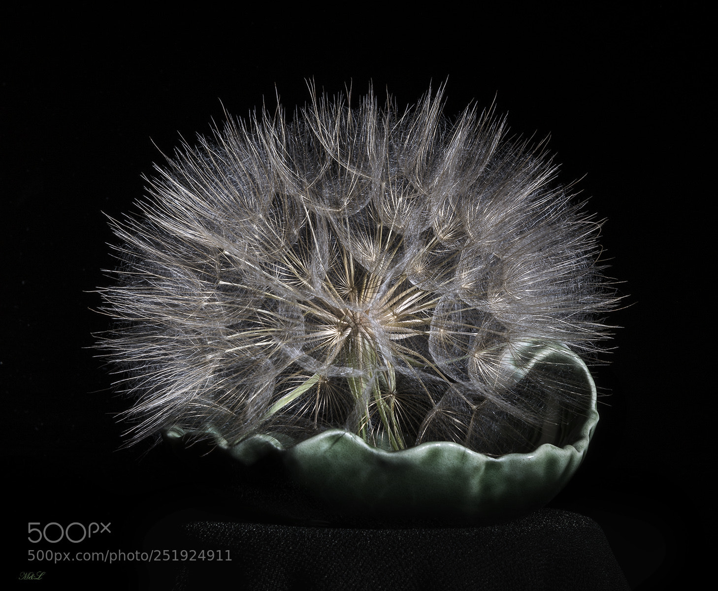 Nikon D810 sample photo. Dandelion photography
